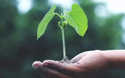 TREMPLIN POUR LA PERMACULTURE